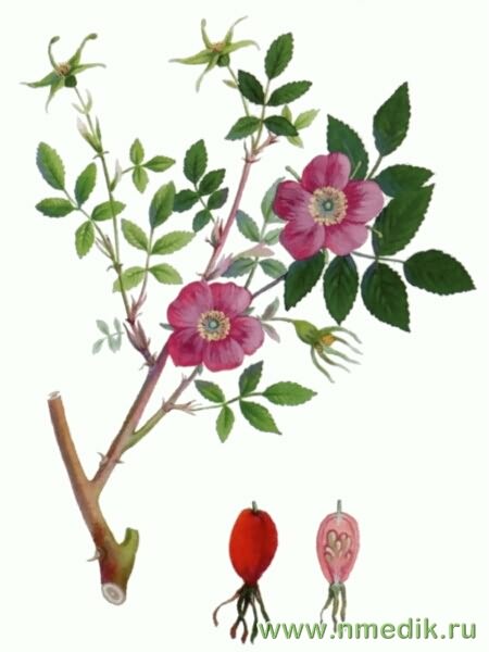 Шиповник коричный (роза коричная)