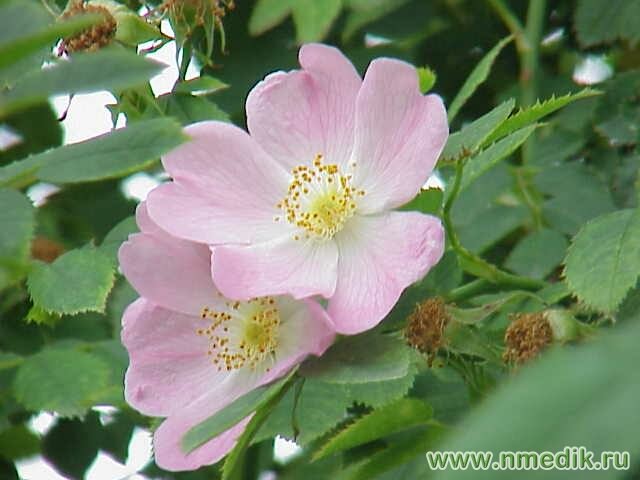 Шиповник коричный (майский) - Rosa cinnamomea
