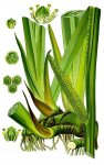 Народные средства и лечение целебными растениями и травами